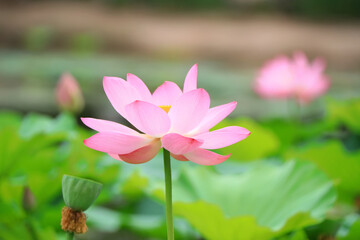 Obraz premium Beautiful pink lotus, close-up photos