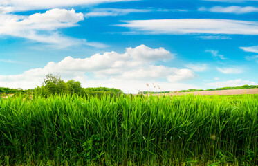 Obraz premium Field of green reeds
