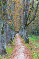 The main alley of plane trees in Vrelo Bosne Park in Sarajevo in autumn. Bosnia and Herzegovina