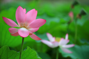 Beautiful pink lotus, close-up photos