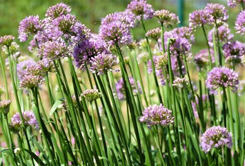 Obraz premium Purple onion flower ball background