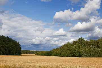 golden grain field ripe for harvesting under stormy sky