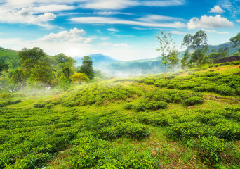 Tea fields of Nuwara Eliya