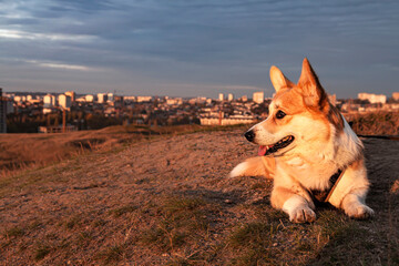 One Pembroke Welsh Corgi in the setting sun on a hilltop looks at the city