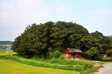 Fototapeta na wymiar landscape with a house and trees