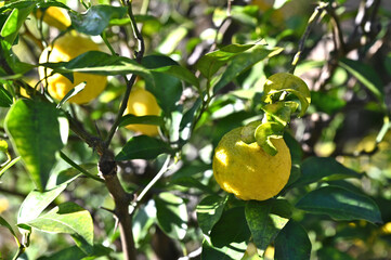 秋の向島百花園の柚子の実の生る風景（日本の向島百花園）