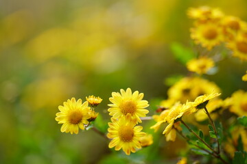 黄色い菊の花