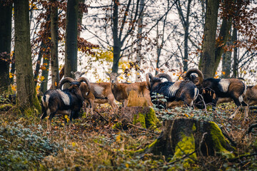Wild lebende Mufflons im Teutoburger Wald, Bielefeld, Deutschland