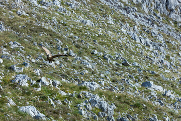 GRIFFON VULTURE - BUITRE LEONADO (Gyps fulvus), Liendo, Liendo Valley, MONTAÑA ORIENTAL COSTERA, Cantabrian Sea, Cantabria, Spain, Europe