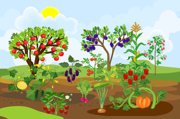 Harvest time. Landscape with vegetable garden. Different vegetable and fruit agricultural plants with ripe harvest