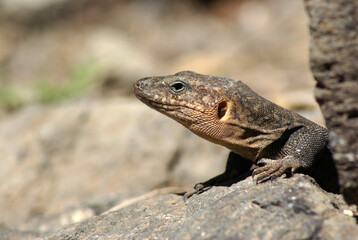 Lagarto Canario