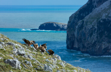 GRIFFON VULTURE - BUITRE LEONADO (Gyps fulvus), Liendo, Liendo Valley, MONTAÑA ORIENTAL COSTERA, Cantabrian Sea, Cantabria, Spain, Europe