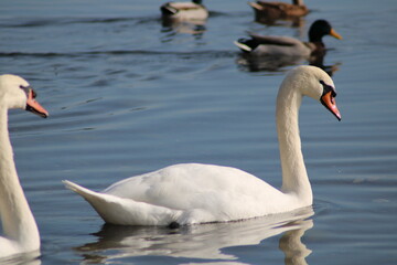 swans Cygnus beautiful water bird enjoying in lake water