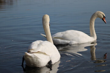 swans Cygnus beautiful water bird enjoying in lake water