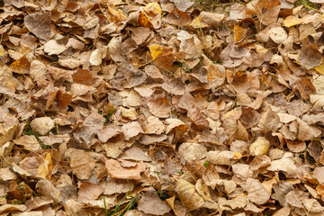 Colorful Autumn Leaves Texture/Background