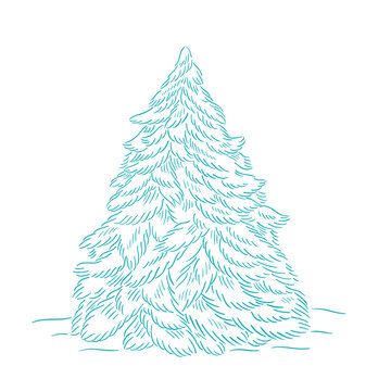 Blue christmas tree. Branch with snow. Conifer spruce. New year fir-tree. Hand drawn contour vector line sketch.