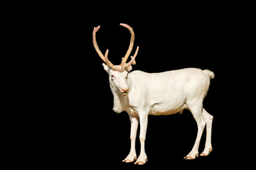 northern new year white deer isolated on black background