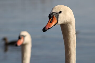 close view of beak of swans with lake water in background