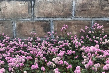 レンガと満開のモモイロシロツメクサ