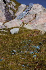 alpine flowers at the base of a via ferrata