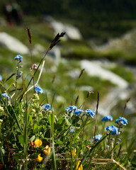 alpine flowers on a winding path to the valley