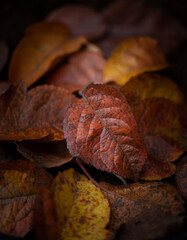 collection of autumn leaves