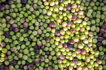 farmers collecting olives in field of spain