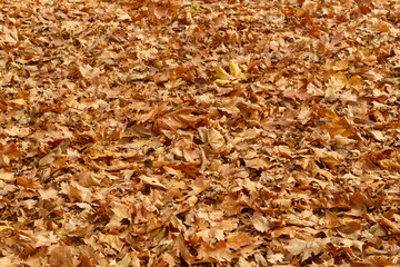 Colorful Autumn Leaves Texture/Background