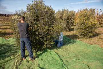 farmers collecting olives in field of spain