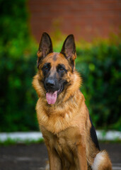 Portrait An obedient trained German Shepherd sits. Dog thoroughbred young female against a backdrop of green bushes and brick wall