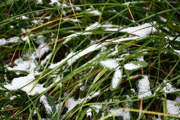 Late autumn. The first snow on the green grass. selective focus