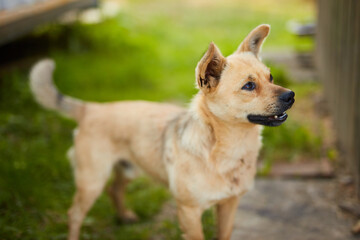 Adorable portrait of smiling dog, fun pet looking in to the camera.