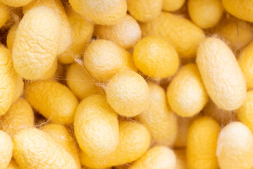 Group of silkworm in yellow cocoon stage background