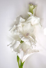 White flower gladiola on white background with sun beams. Minimal floral concept, simple modern, soft, mellow plant, isolated