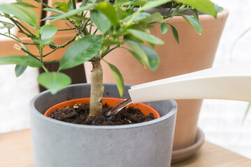Blumen in einer Wohnung gießen
