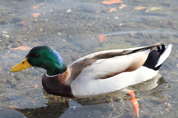 duck with beautiful feather swimming in lake