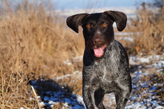 German doping dog Drathaar on the hunt in winter. High
