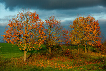 Beautiful autumn landscape with yellow trees, green and clouds. Falling leaves natural background Colorful foliage in the park