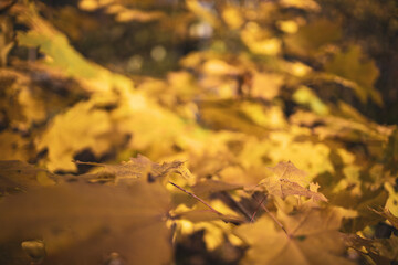 autumn leaves on the ground