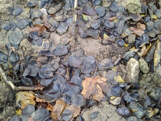 mud and autumn leaves in the forest after rain