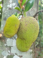 Jackfruit in a tree 