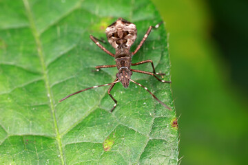 Stink bug on green leaves, North China