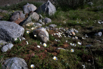 dasies in a field of moss and rocks