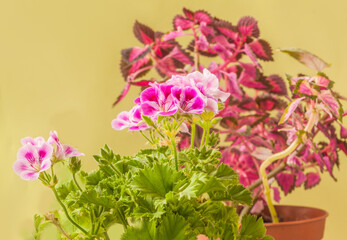 Pelargonium Lemona (l-roze) against  leaves Coleus  background