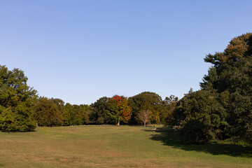 Empty Green Grass Landscape Field with Trees at Prospect Park in Brooklyn New York