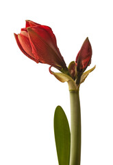 Bud red Hippeastrum (amaryllis) 