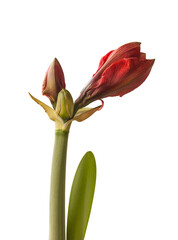 Bud   Hippeastrum (amaryllis) 