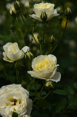 yellow rose in the garden fantasy