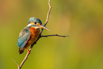 Common Kingfisher perching on a perch