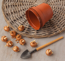 Crocus bulbs, plastic flower pots and shovel on a gray table. Flat lay